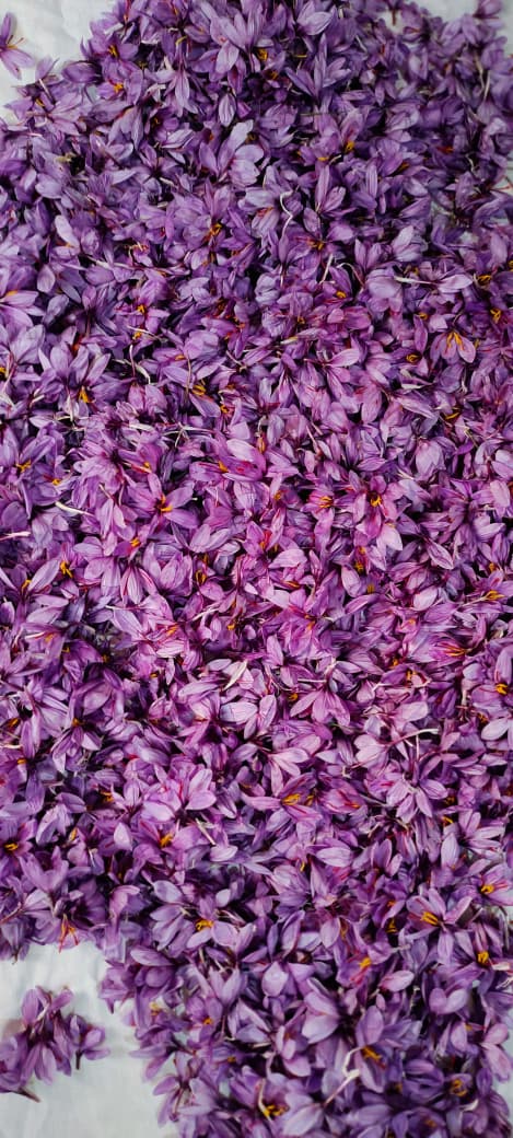 Kashmir saffron - 16 Sep 2026